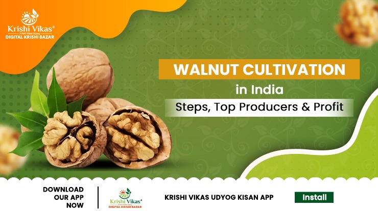 Walnut Cultivation in India